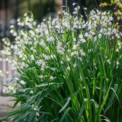 Bledule letní Giant - Leucojum aestivum - cibuloviny - 2 ks