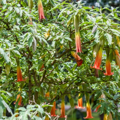 Durman krvavý - Brugmansia sanguinea - semena - 7 ks