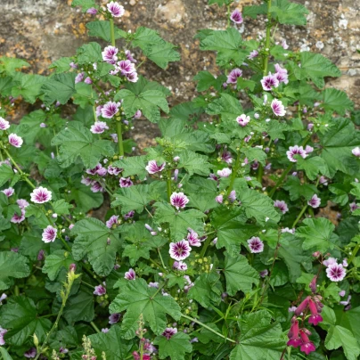 Sléz lesní Zebrina - Malva sylvestris - semena - 50 ks