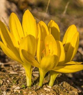 Lužanka - Sternbergia - cibuloviny - 3 ks