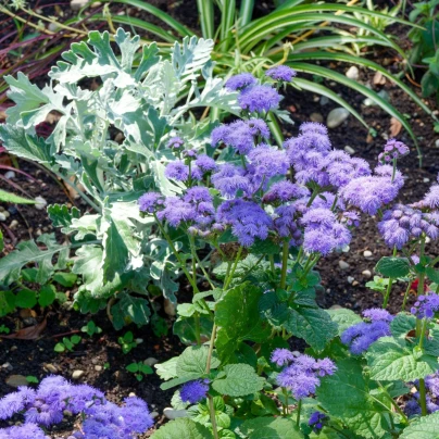 Nestařec americký Red Sea - Ageratum houstonianum - semena - 30 ks