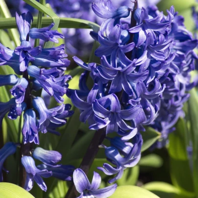 Hyacint mnohokvětý modrý - Hyacinthus - cibuloviny - 1 ks