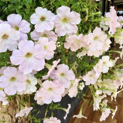 Petúnie Cascata F1 White - Petunia x atkinsiana - semena - 10 ks