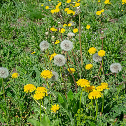 BIO Pampeliška - Taraxacum officinalis - bio semena - 400 ks