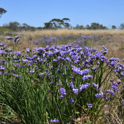 Limonka chobotnatá modrá - Limonium sinuatum - semena - 30 ks