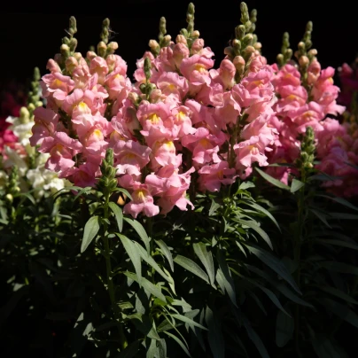 Hledík větší světle růžový - Antirrhinum majus - semena - 20 ks