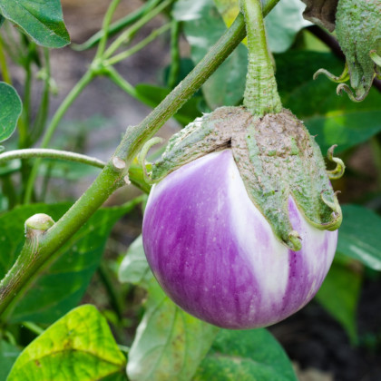 BIO Lilek Rosa Bianca - Solanum melongena - bio semena - 8 ks