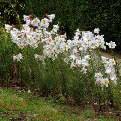 Lilie královská - Lilium regale - cibuloviny - 1 ks