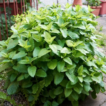 BIO Meduňka citronová - Melissa officinalis - bio semena - 30 ks