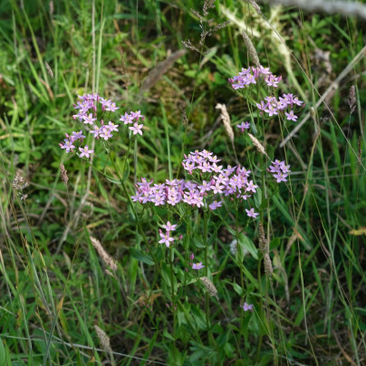 Zeměžluč okolíkatá - Centaurium erythraea - semena - 0,01 g