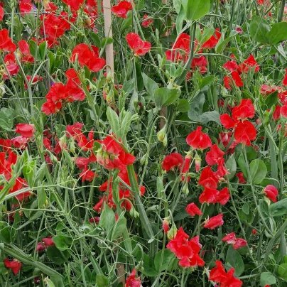 Hrachor Roma Scarlet - Lathyrus odoratus - semena - 15 ks