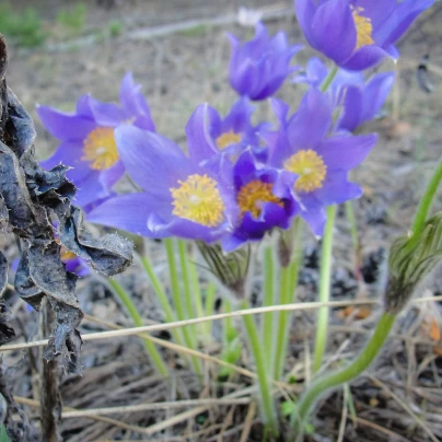 Koniklec alpinský Bells Violet - Pulsatilla alpina - semena - 20 ks