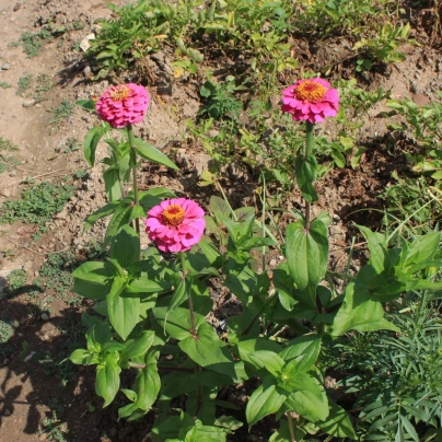 Ostálka Zinderella Purple - Zinnia elegans - semena - 20 ks