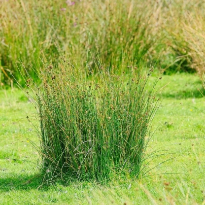 Sítina rozkladitá Spiralis - Juncus effusus - semena - 20 ks