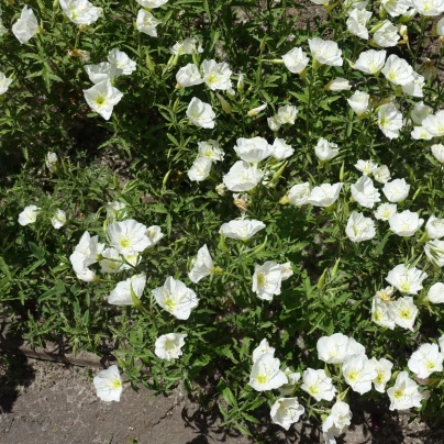 Pupalka zdobná bílá - Oenothera speciosa - semena - 20 ks