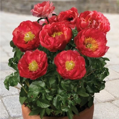 Pivoňka Patio Moscow - Paeonia lactiflora - cibuloviny - 1 ks