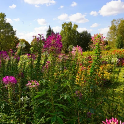 Luštěnice trnitá - Cleome hassleriana - semena - 10 ks