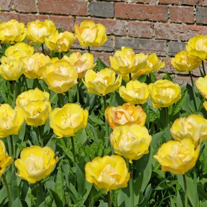 Tulipán plnokvětý Akebono - Tulipa - cibuloviny - 3 ks