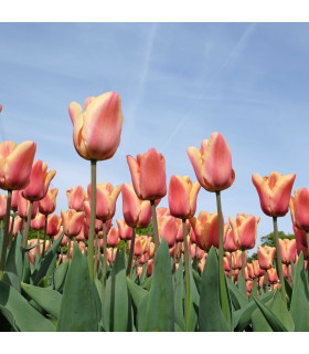 Tulipán Apricot Beauty - Tulipa - cibuloviny - 3 ks