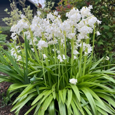 Hyacintovec španělský bílý - Hyacinthoides hispanica - cibuloviny - 5 ks