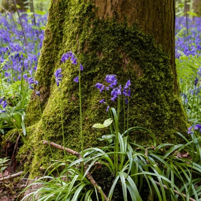 Hyacintovec britský - Hyacinthoides non scripta - cibuloviny - 5 ks