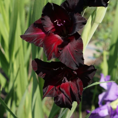 Mečík Black Sea - Gladiolus - cibuloviny - 3 ks