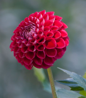 Jiřinka Glow - Dahlia - cibuloviny - 1 ks