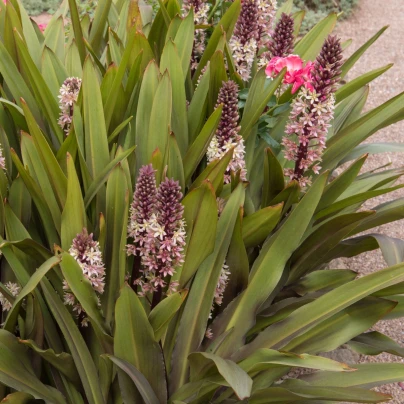 Chocholatice tečkovaná - Eucomis comosa - cibuloviny - 1 ks