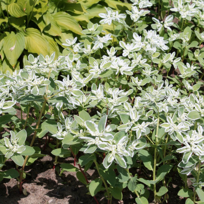 Pryšec vroubený - Euphorbia marginata - semena - 20 ks