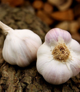 Sadbový česnek Matinka - Allium sativum - nepaličák - cibule česneku - 1 balení