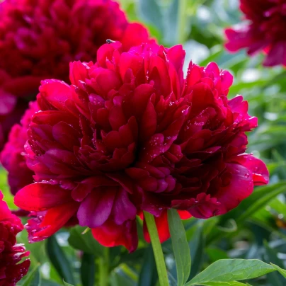 Pivoňka lékařská Rubra Plena - Paeonia officinalis - cibuloviny - 1 ks