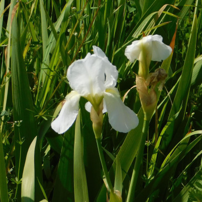 Kosatec německý bílý - Iris germanica - hlízy - 1 ks