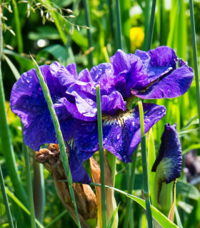 Kosatec sibiřský Concord Crush - Iris sibirica - hlízy - 1 ks