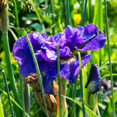 Kosatec sibiřský Concord Crush - Iris sibirica - hlízy - 1 ks