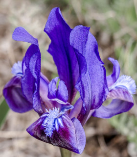 Kosatec nízký Little Sapphire - Iris pumila - hlízy - 1 ks