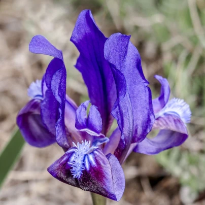 Kosatec nízký Little Sapphire - Iris pumila - hlízy - 1 ks