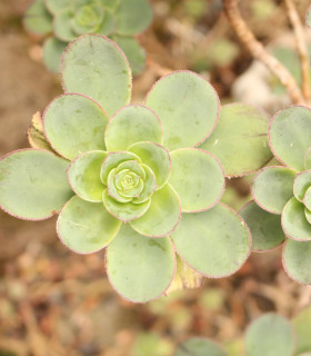 Růžicovka - Aeonium spathulatum - semena - 8 ks