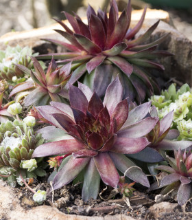 Netřesk - Skalní růže směs - Sempervivum hybridum - semena - 30 ks