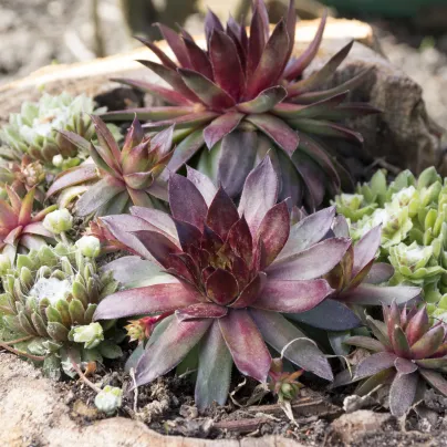 Netřesk - Skalní růže směs - Sempervivum hybridum - semena - 30 ks