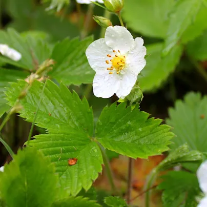 Jahodník alpský Baron von Solemacher - Fragaria vesca - semena jahodníku - 15 ks