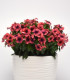 Barvínek Tatoo Papaya - Catharanthus roseus - semena barvínku - 30 ks
