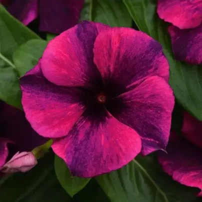 Barvínek Tatoo Black Cherry - Catharanthus roseus - semena barvínku - 30 ks