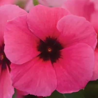 Barvínek Tatoo Raspberry - Catharanthus roseus - semena barvínku - 30 ks