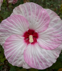 Ibišek bahenní Nippon Blush F1 - Hibiscus moscheutos - semena - 5 ks