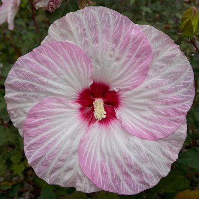 Ibišek bahenní Nippon Blush F1 - Hibiscus moscheutos - semena - 5 ks