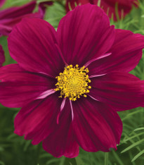 Krásenka Sonata Purple Shades - Cosmos bipinnatus - semena - 15 ks