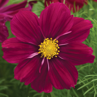 Krásenka Sonata Purple Shades - Cosmos bipinnatus - semena - 15 ks