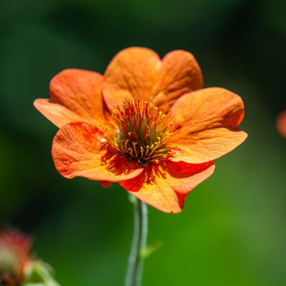 Kuklík šarlatový Koi - Geum coccineum - semena - 20 ks