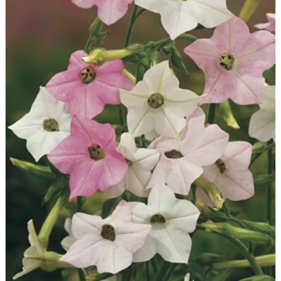 Tabák okrasný - Nicotiana mutabilis - semena 200 ks