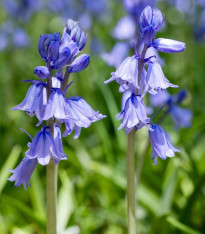 Ladoňka zvonkovitá modrá - Scilla campanulata - cibuloviny - 3 ks